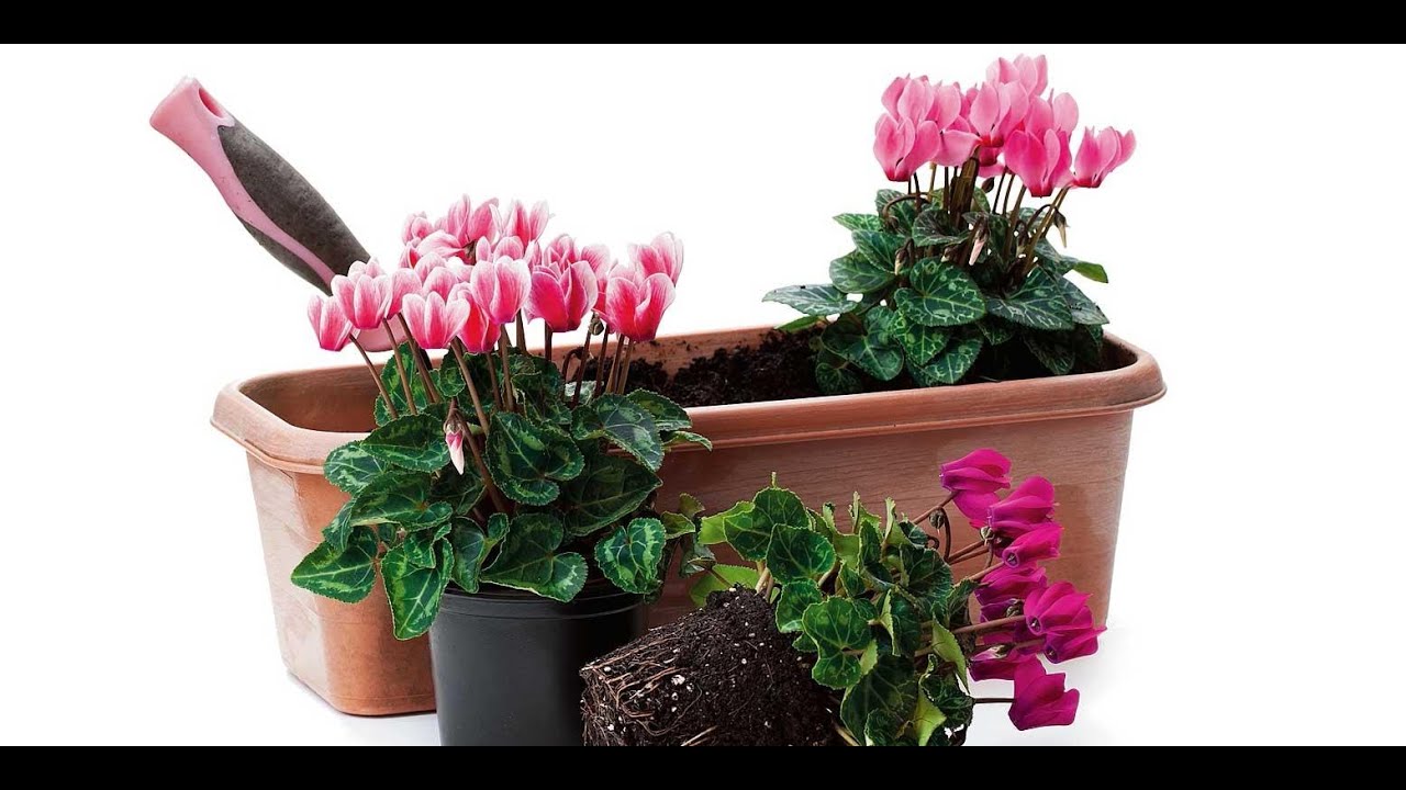 Ciclamino sul balcone? Tutto quello che devi sapere!