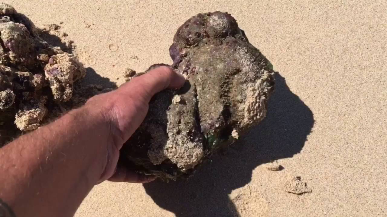 All Marine les roches vivantes épisode 2