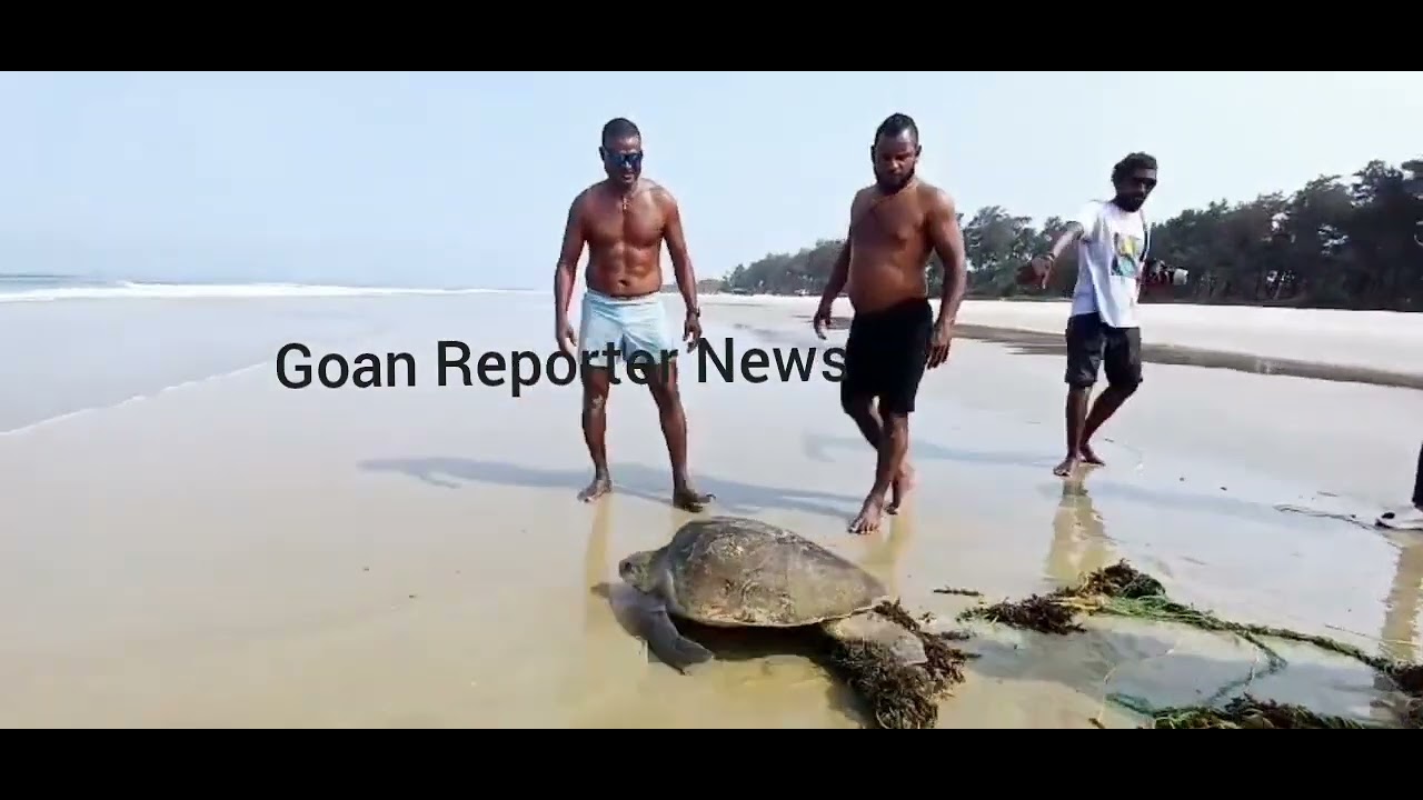 Goan Reporter News:: Fisherman Pele along with Locals rescue Turtle at Varca Beach in Benaulim