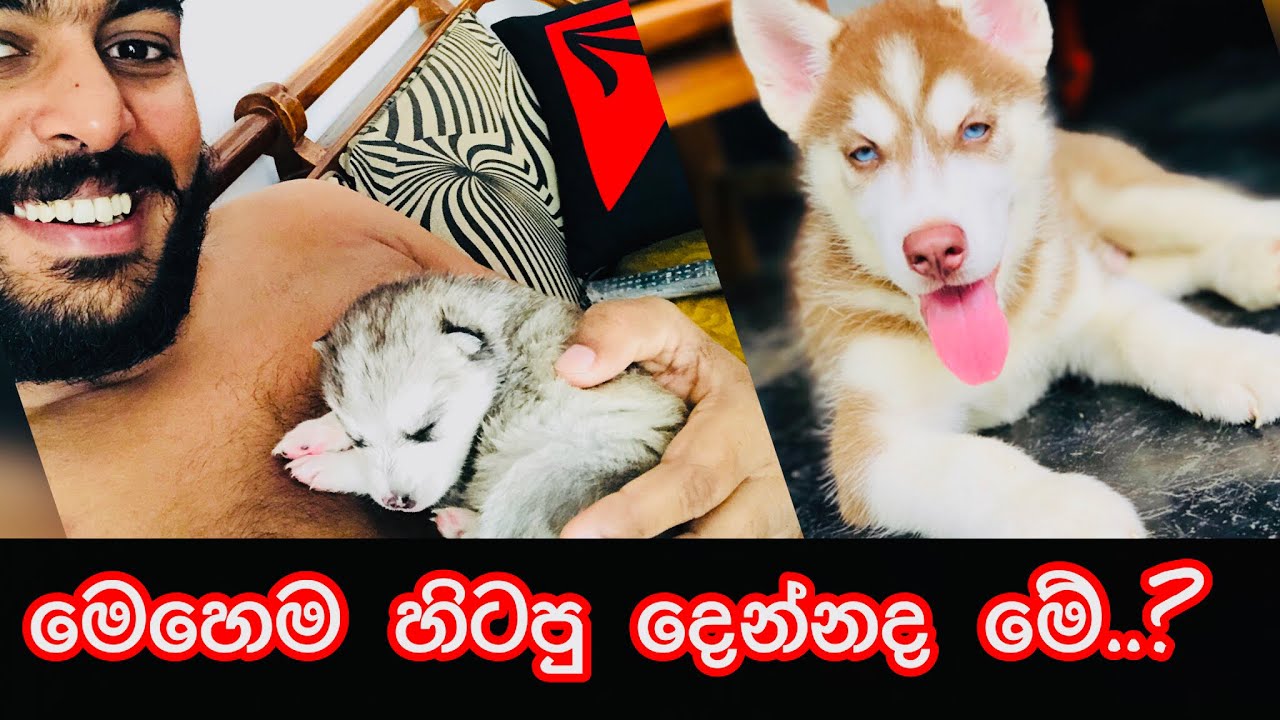 තඩියයි කඩියයි....🥰🐺( රේවන් & අකීරා)