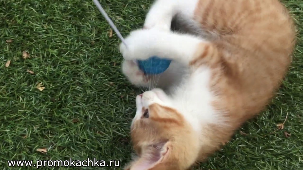 le chaton roux mignon, drole et rigolo, vid&eacute;os de chats &agrave; mourir de rire
