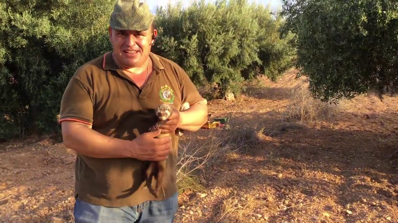 Campero a ver la suerte que tenemos en esta madriguera va por ustedes👍🐰