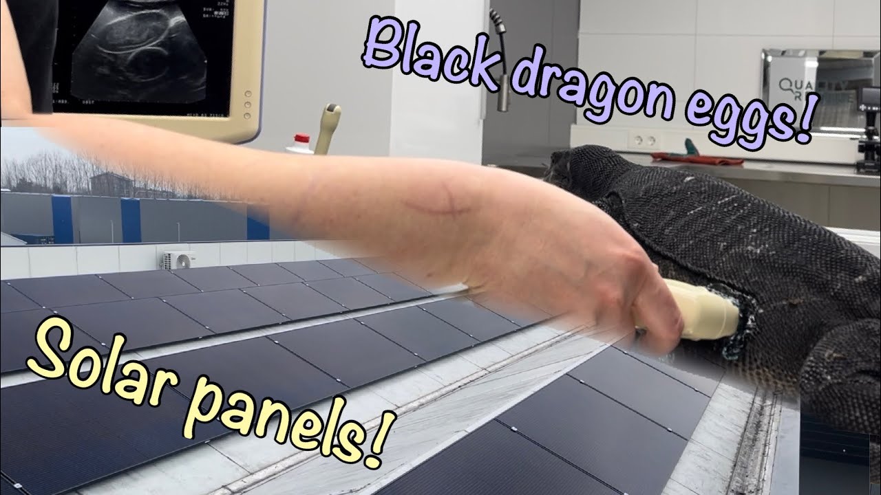 Black dragon ultra sound, solar panels, new enclosures and tegus waking up out of burmation!