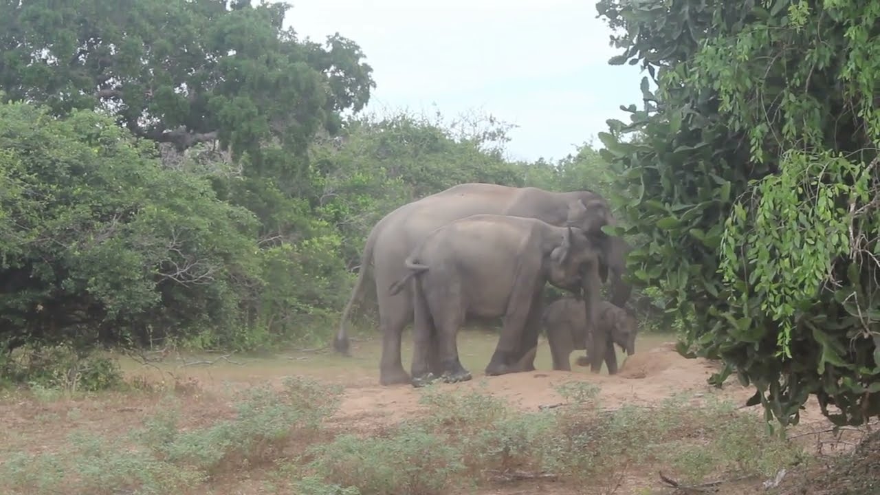 Experience The Magic Of Yala National Park In One Day: Elephants, Bears, And More! 🌏🎄 同一日見到一百萬隻大象同熊k