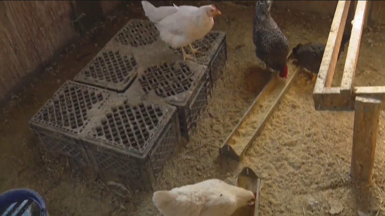 Bird flu detected in northwest Iowa, sixth case of 2026