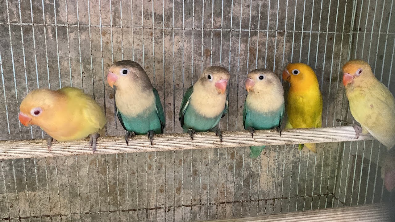 Calon indukan ternak lovebird 