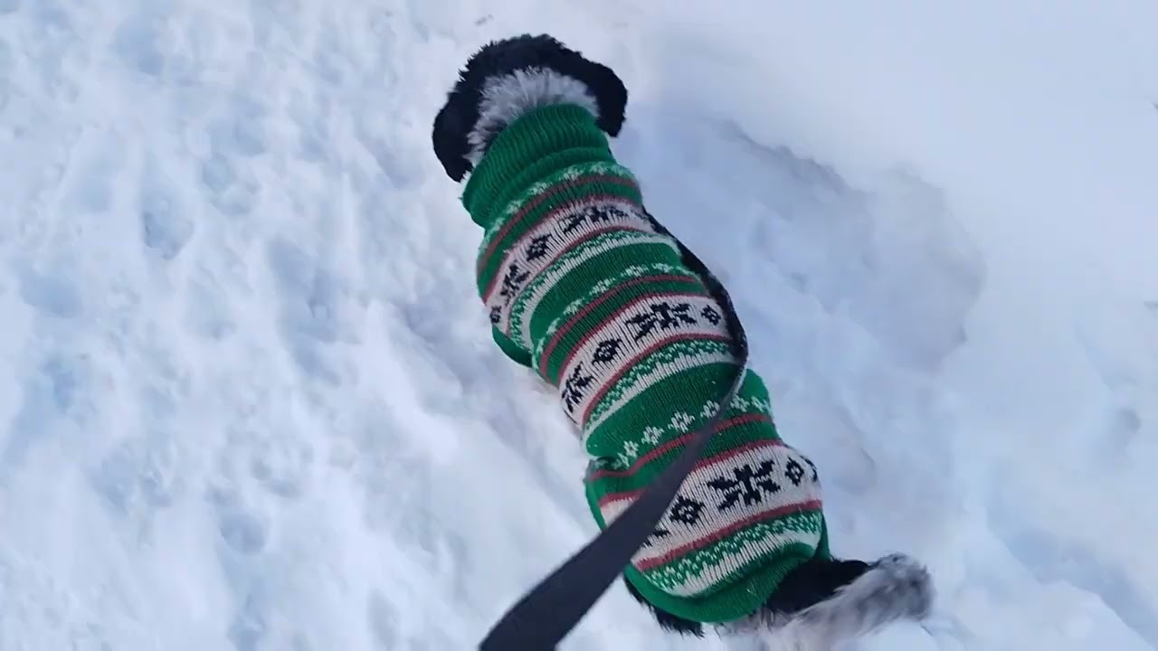Прогулка с Тошей 👋🫶🥰