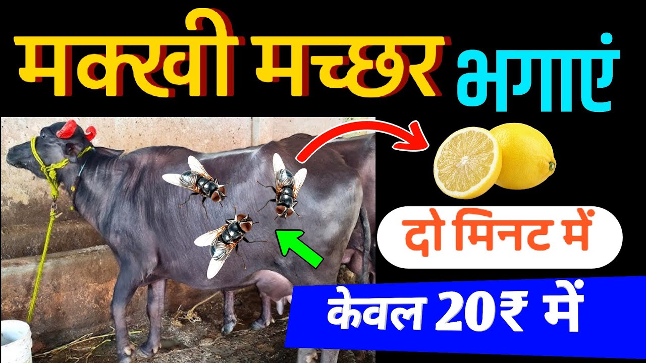 10 मिनट में मक्खी मच्छर भगाएं🪰मक्खी मच्छर भगाने का घरेलू उपाय✌️HADA VETS CLUB ||