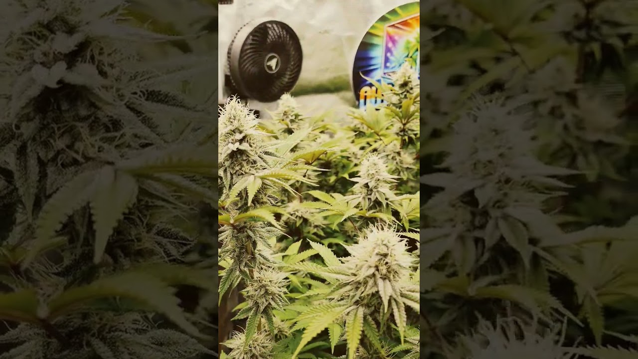 42nd blooming day #insaneog #papayafrosting #tropicanacherry #barneysfarm