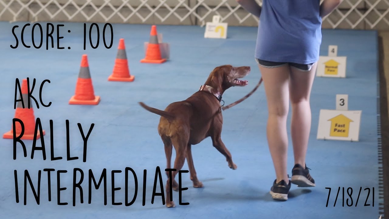 AKC Rally Intermediate: Score 100 & 1st Place 7/18/21 - Jersey the Vizsla
