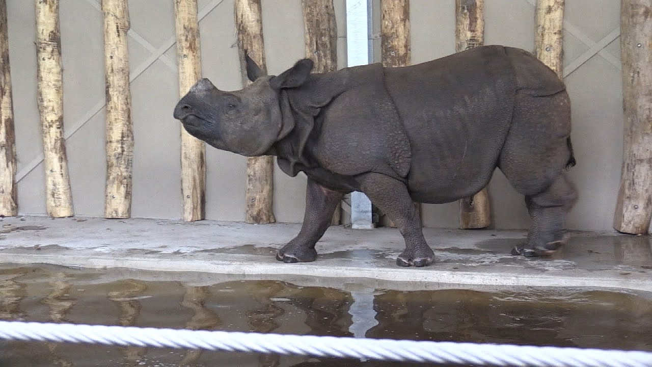 Dierenrijk Nuenen blij met nieuwe bewoners: drie Indische neushoorns