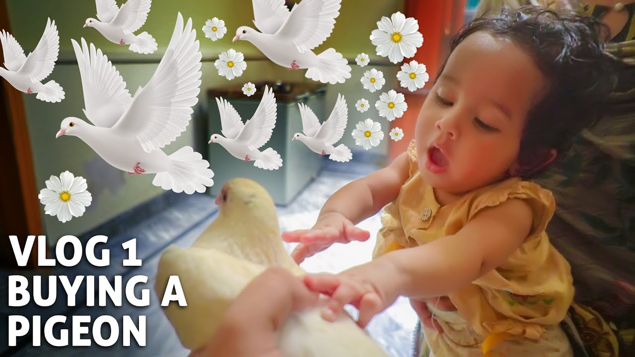 Buying A Pigeon - Almeera And Haris Vlog - Kids Fun Video