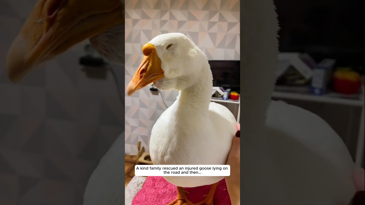 A kind family rescued an injured goose lying on the road, and then...