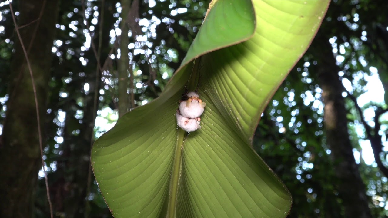 The Rare White Tent Bat (narrated version)