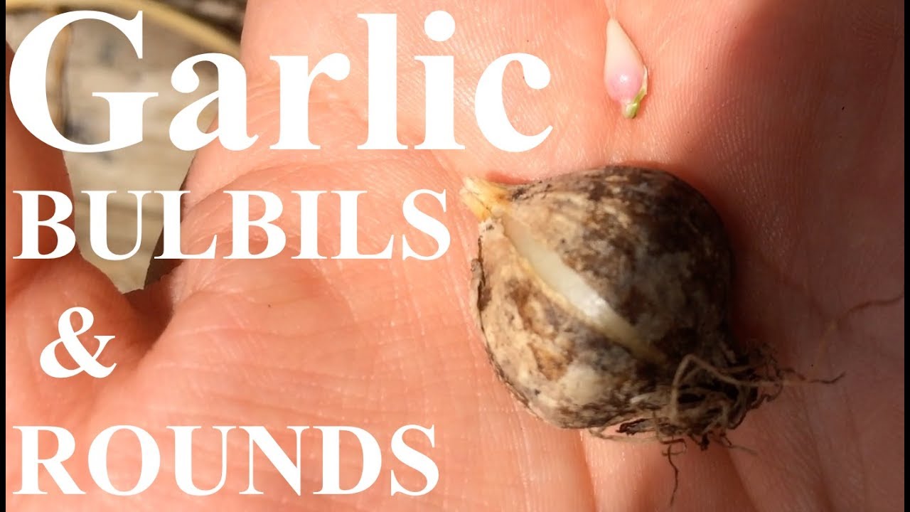 Growing Garlic from Bulbils and Rounds