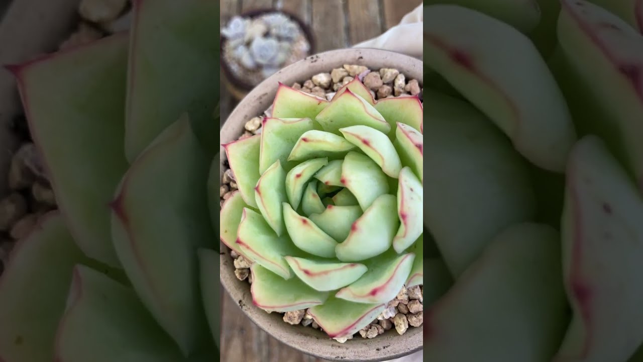 Let’s repot beautiful succulents- Thay chậu cho sen đá -#senda #plants #succulent 