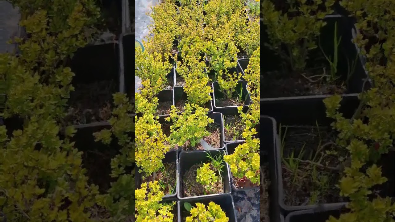 🌿 Berberys &ndash; kolorowy strażnik Twojego ogrodu dostępny w Krzewolandii🌿