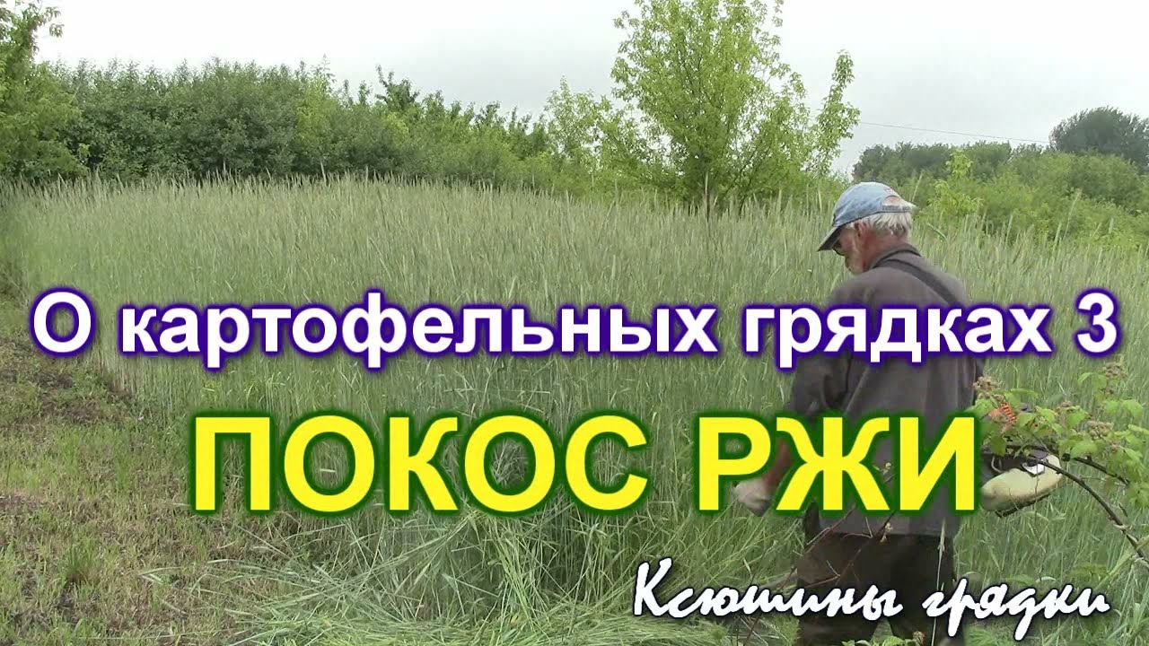 О КАРТОФЕЛЬНЫХ ГРЯДКАХ  3