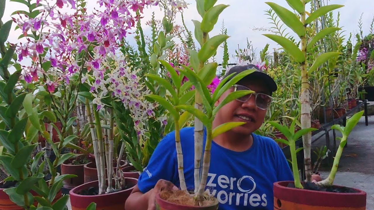 memperbanyak anggrek dengan mudah, split anggrek dendrobium , tanam anggrek Indonesia