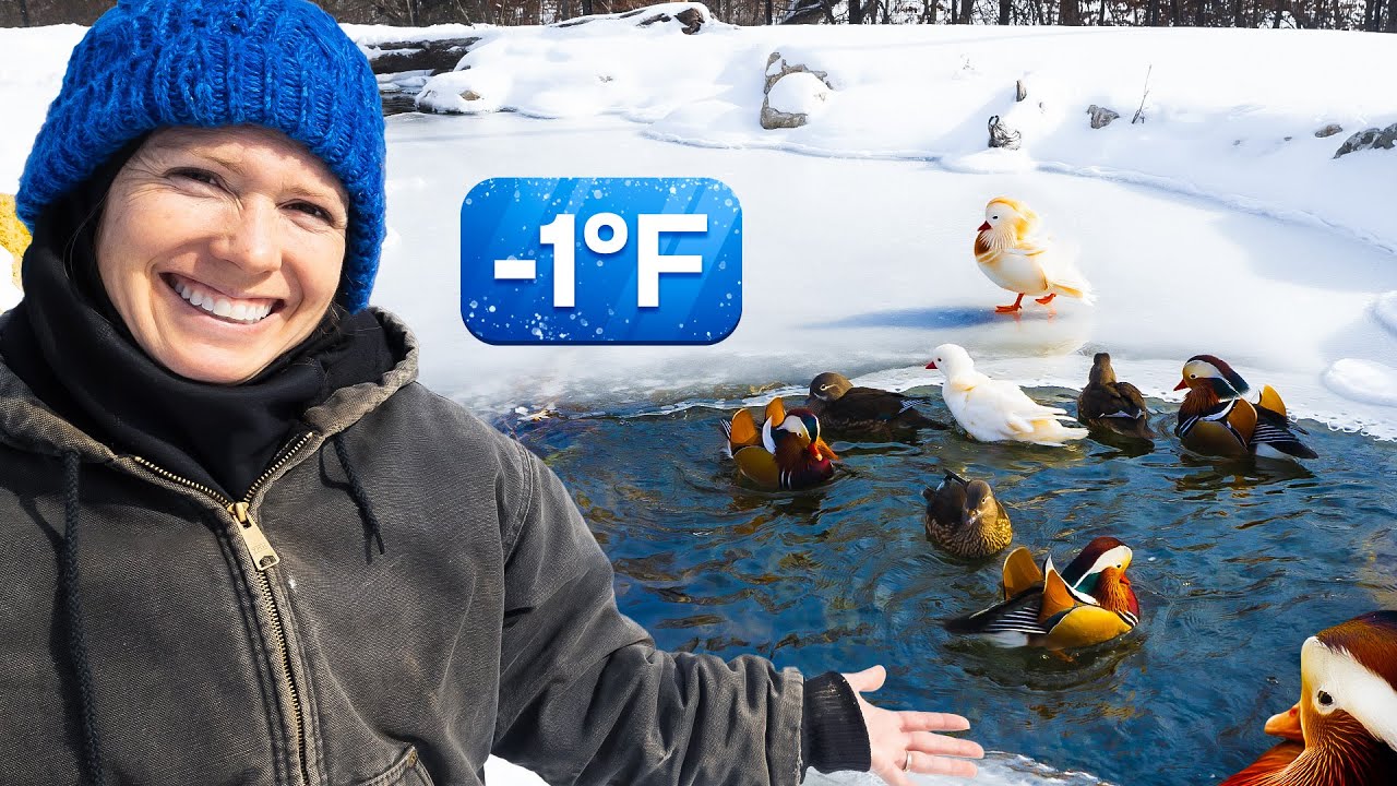 Our Pond is Freezing! Where will the Ducks go?