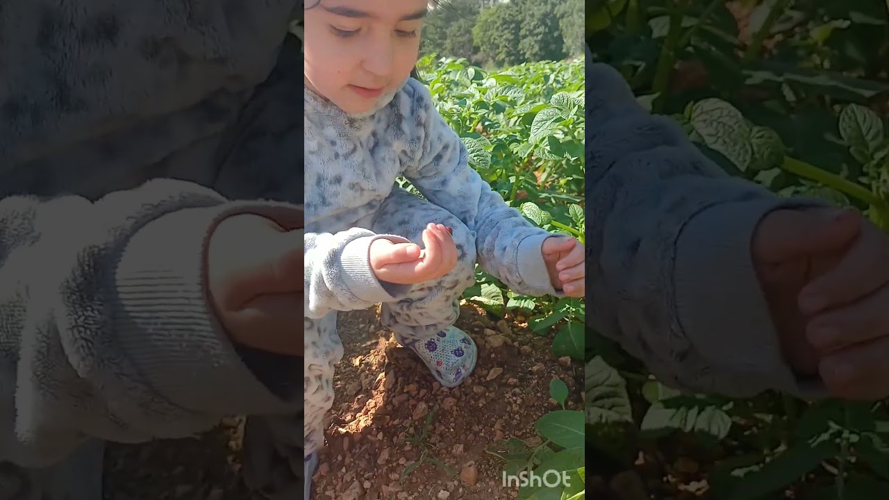 يوم في المزرعة...حقل البطاطا..خنفساء.. طريق الشام