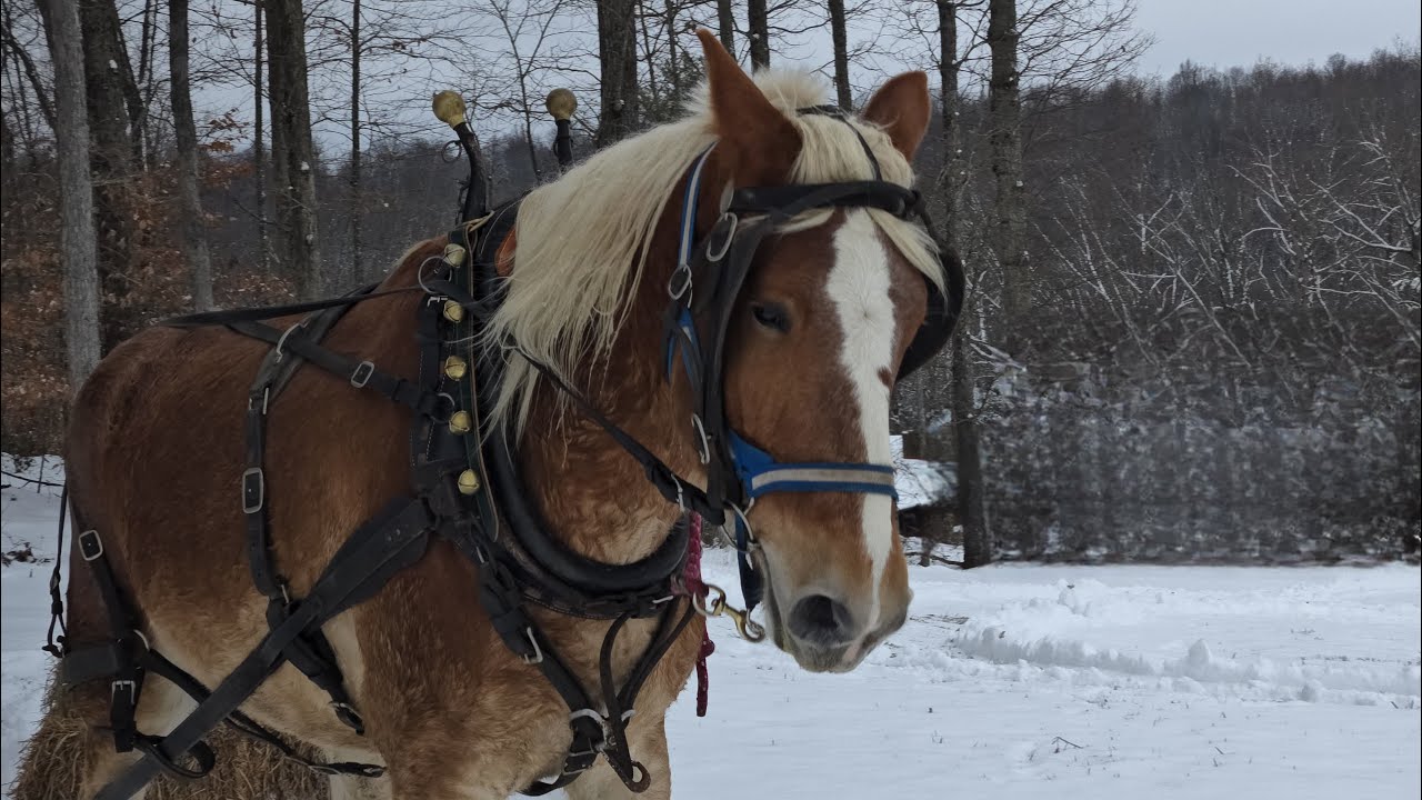 Snow Day with Belgian Draft Horses