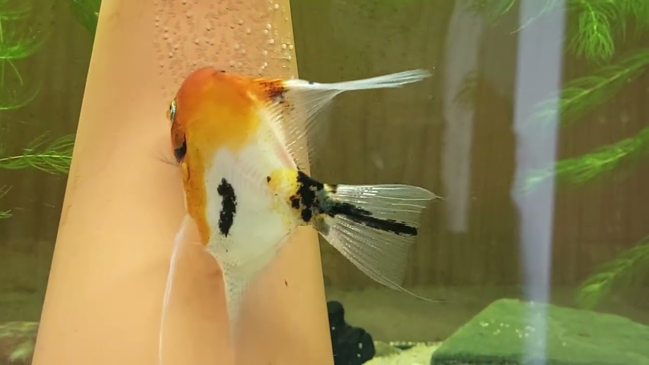 2024. Tarło skalar&oacute;w (Pterophyllum scalare) odm. koi. Angelfish of Koi breed during second spawning