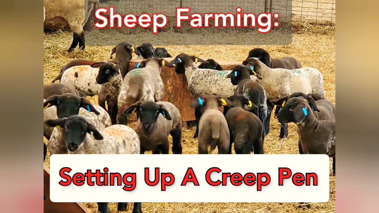 Sheep Farming: Setting Up A Creep Pen