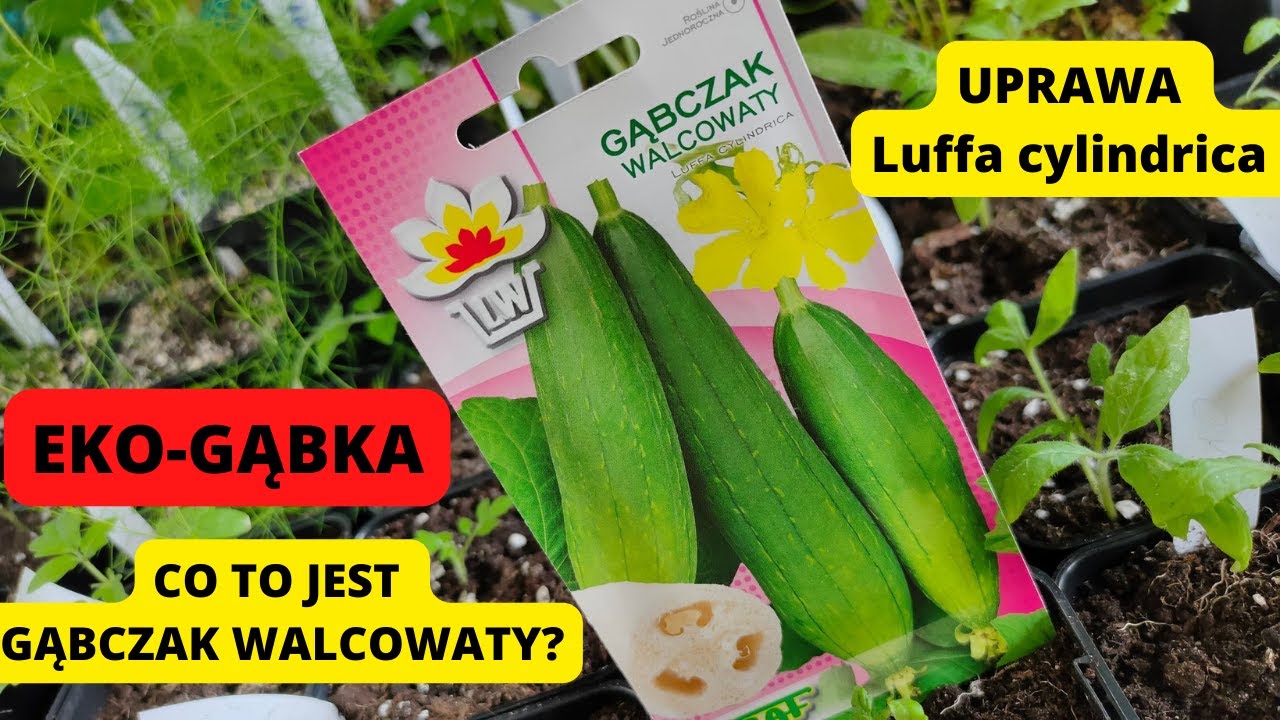 GĄBCZAK WALCOWATY. Luffa cylindrica. Eko- gąbka. Jak uprawiać gąbczaka walcowatego Pnącze. #kwiecień
