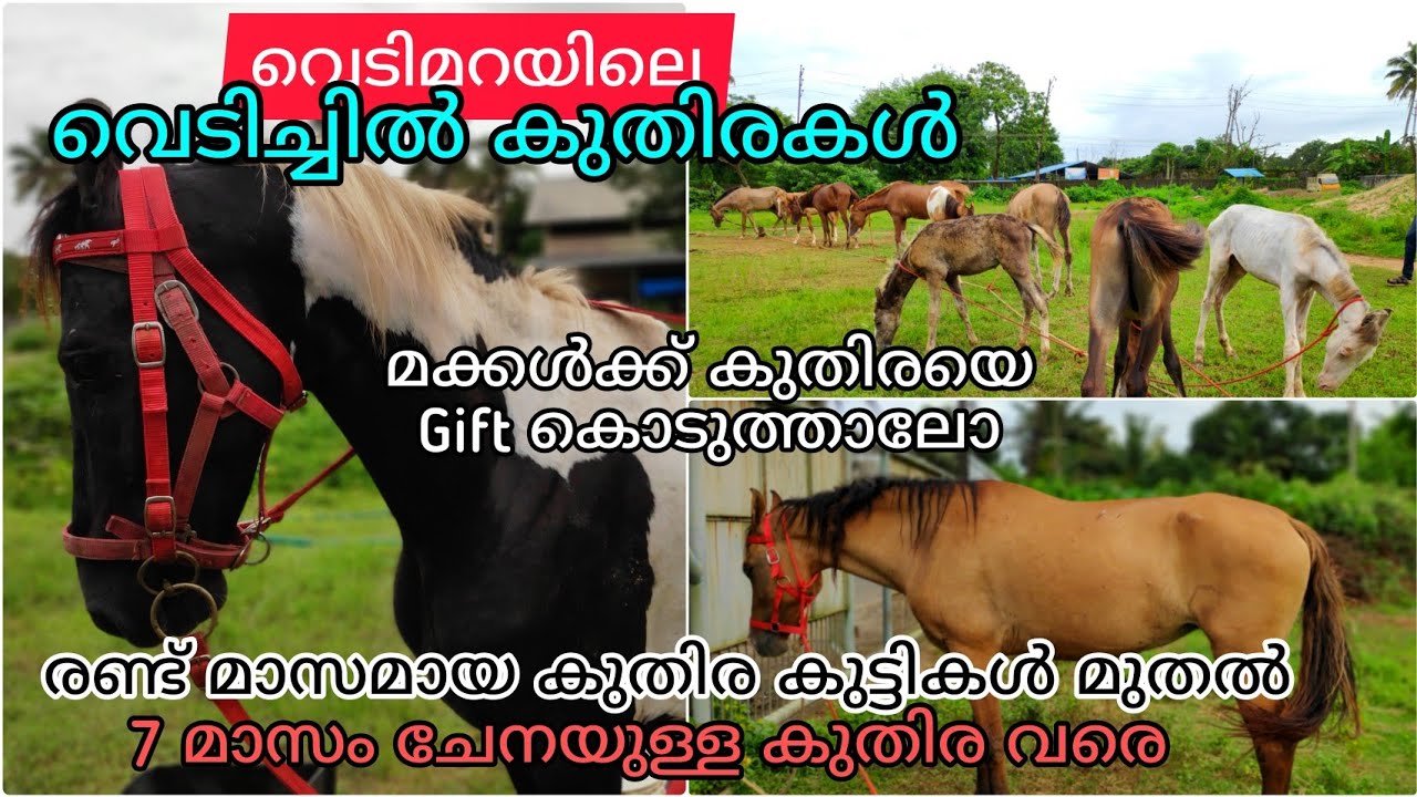 2മാസം മുതലുള്ള കുതിരക്കുട്ടികൾ മുതൽ 7മാസം പ്രെഗ്നന്റ് കുതിരവരെ വിൽപ്പനക്ക്‌'Horse market in Kerala'