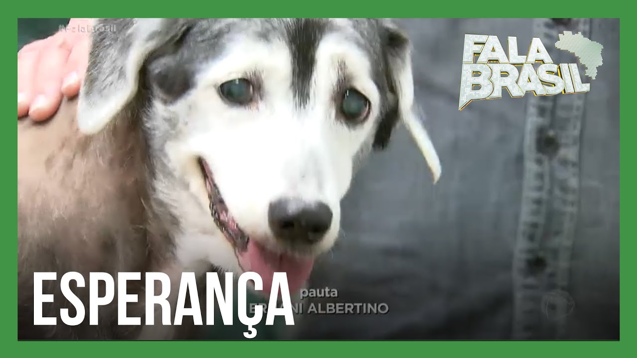 Com tratamento alternativo, cachorra é curada de câncer agressivo sem quimioterapia
