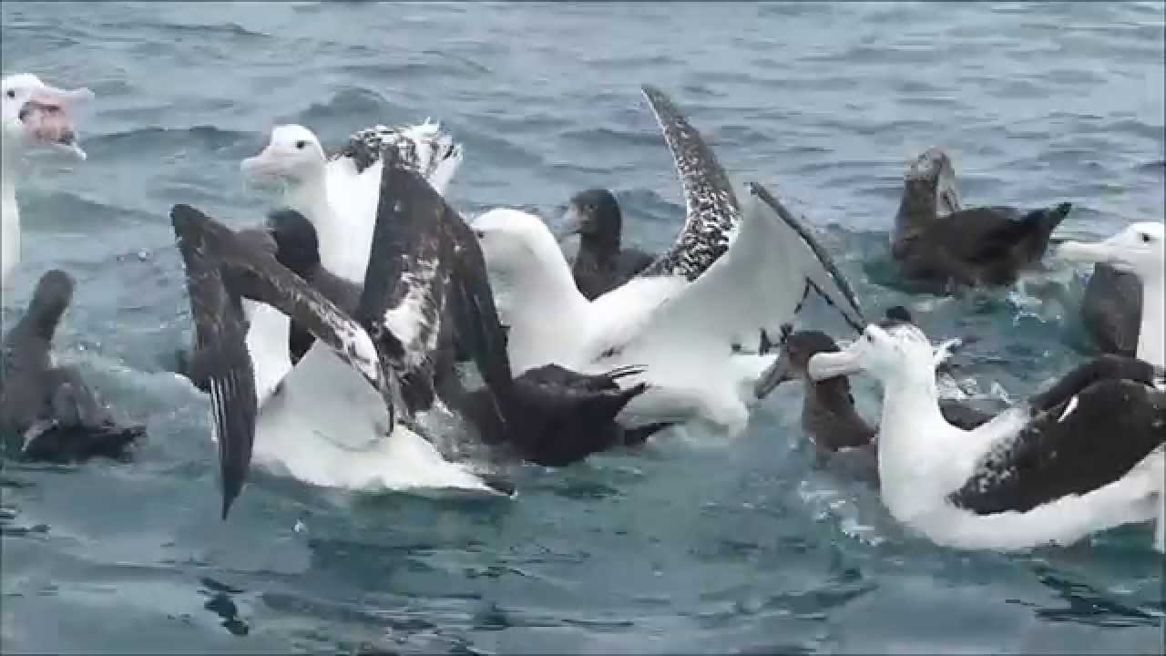 Albatross