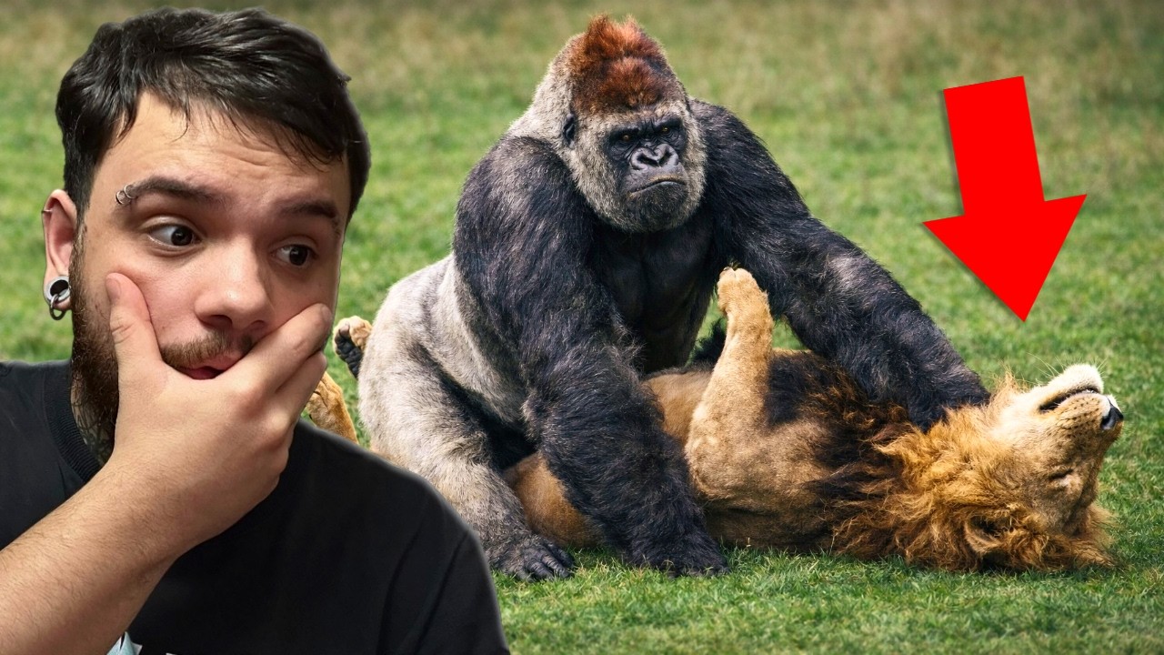 Vendo ANIMAIS SELVAGENS BRINCANDO de LUTINHA rsrsrs - Fala de Tudo