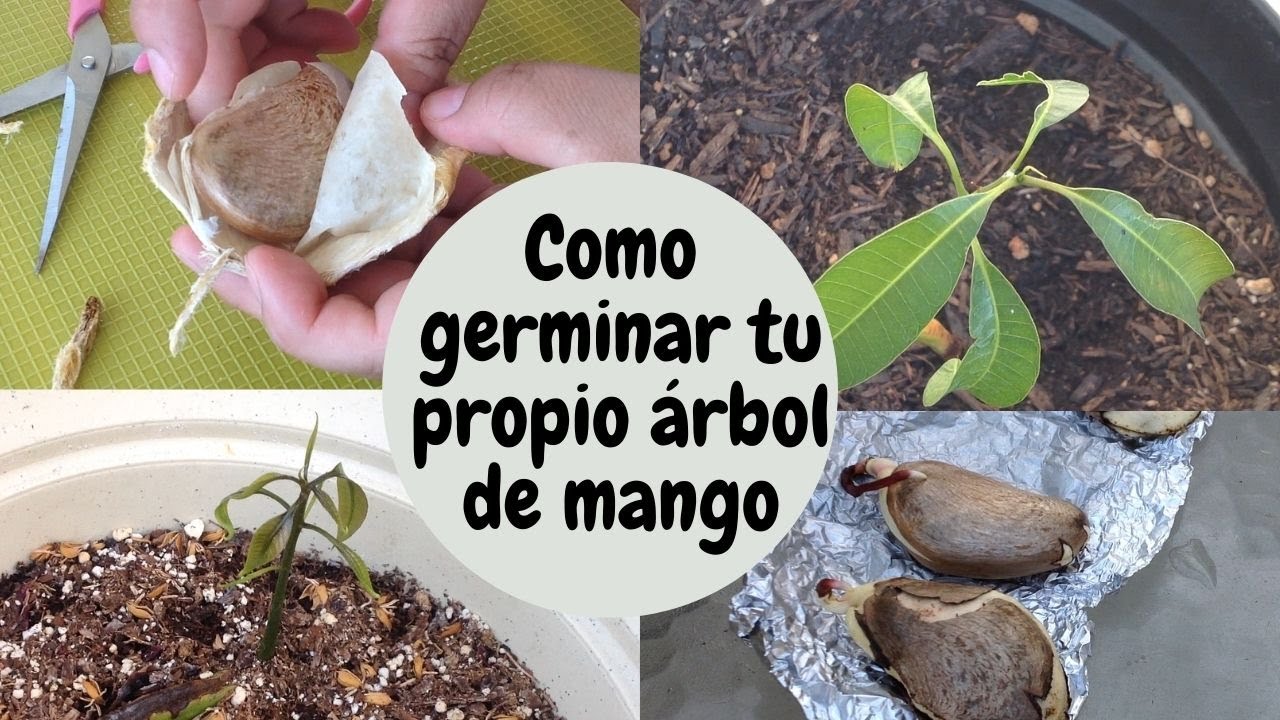 COMO GERMINAR TU PROPIO ÁRBOL DE MANGO