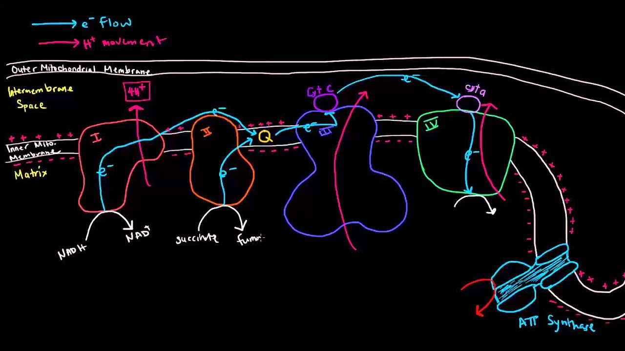 Electron Transport Chain (Part 3 of 3) - Oxidative Phosphorylation, Chemiosmosis, ATP Synthase