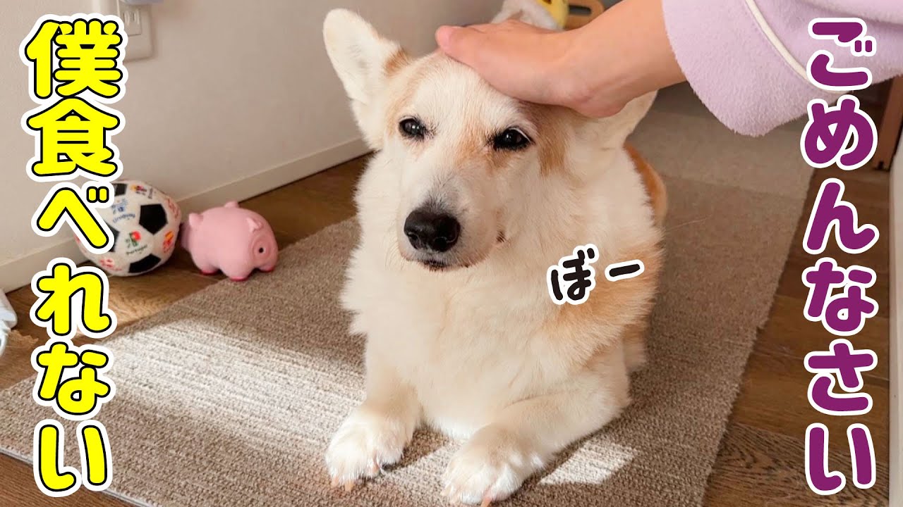 食欲がなくなるのは肺炎の時以来です...