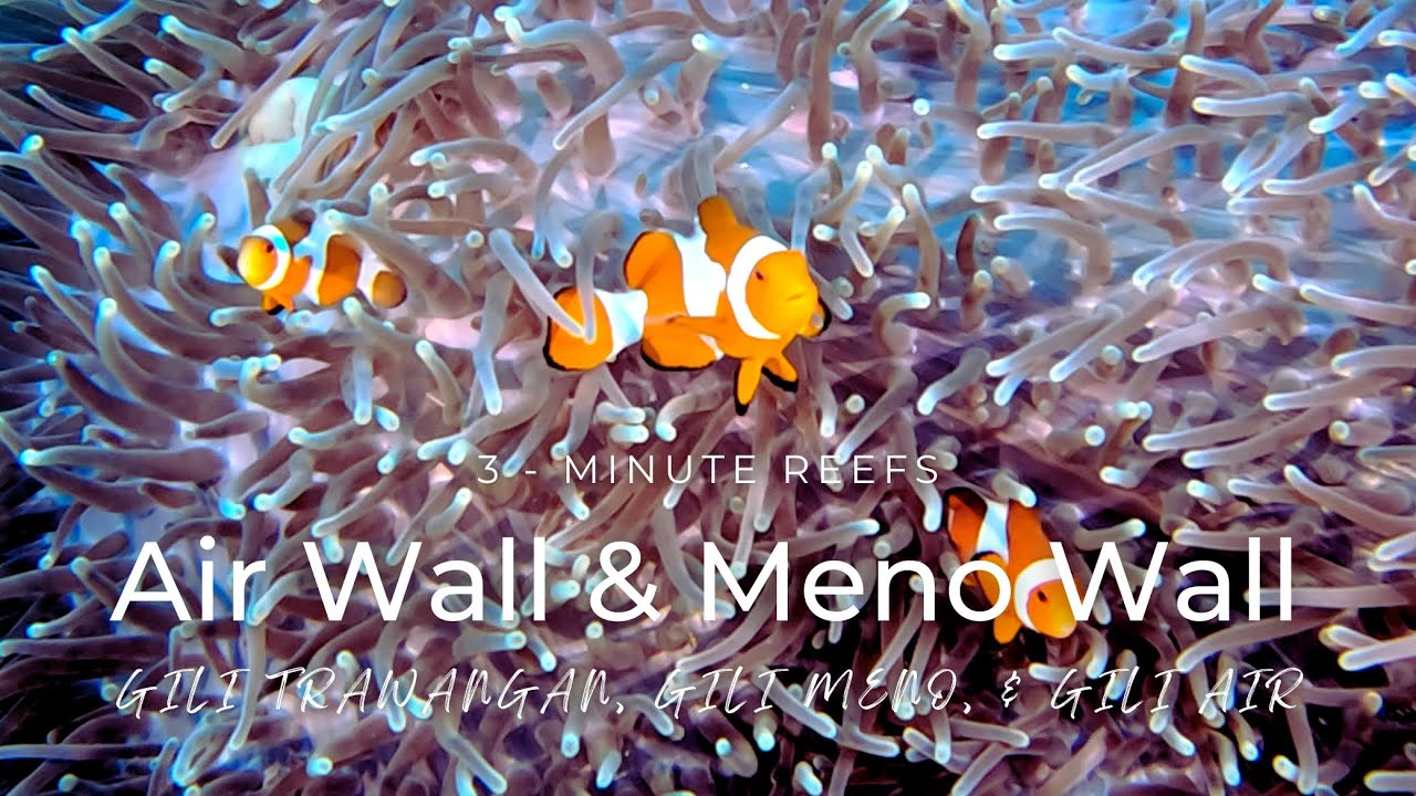 3-Minute Reefs: Air Wall & Meno Wall (Gili Islands) #3minutereefs #giliislands #scubadiving