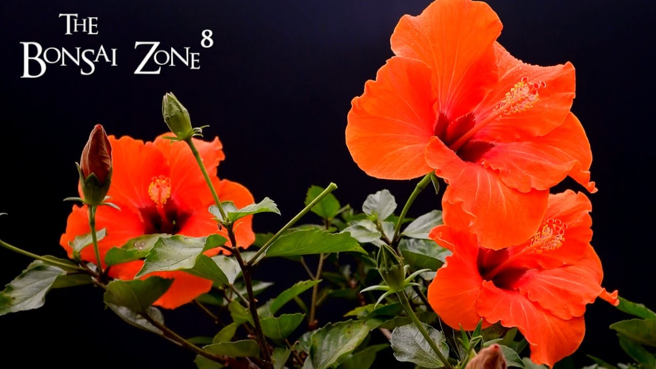 Pruning My Hibiscus Bonsai, The Bonsai Zone, Dec 2021