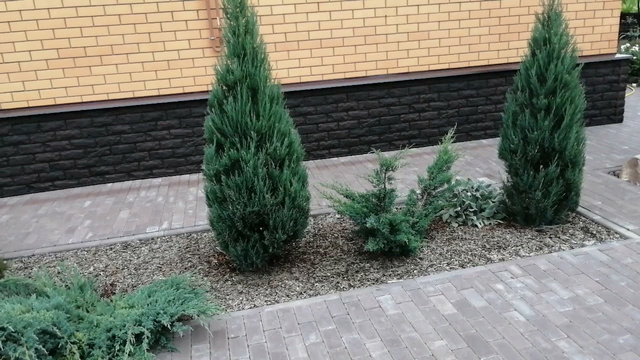 МОЖЖЕВЕЛЬНИК МИНТ ДЖУЛЕП ИЛИ ОЛД ГОЛД .