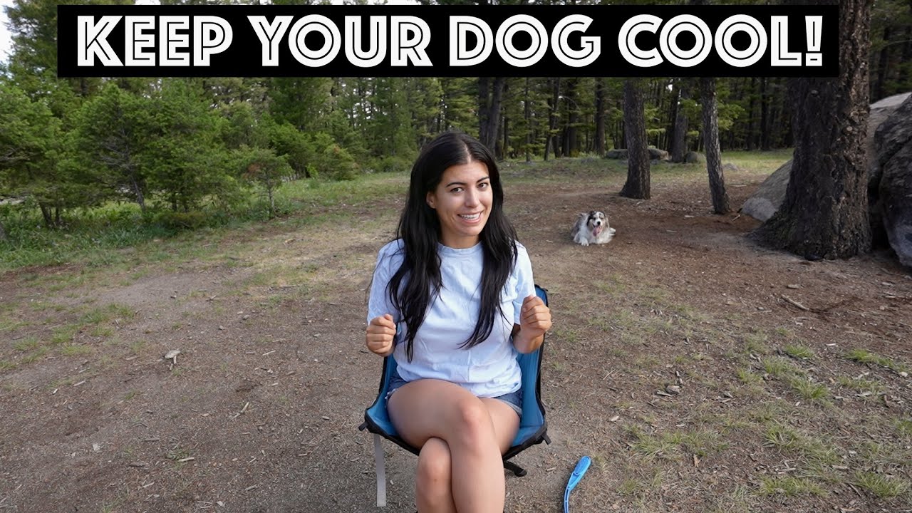 HOW TO CAR CAMP WITH YOUR DOG IN SUMMER HEAT