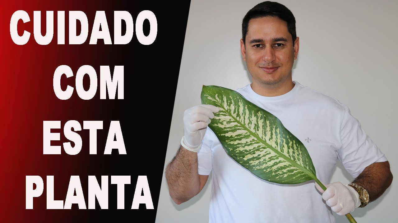 COMIGO NINGU&Eacute;M PODE ESTA ENTRE AS PLANTAS MAIS T&Oacute;XICAS DO BRASIL