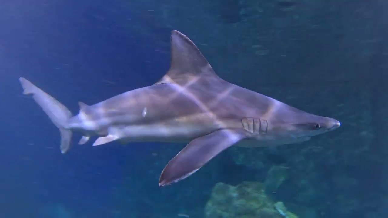 1st Scheduled Dive at The Denver Aquarium