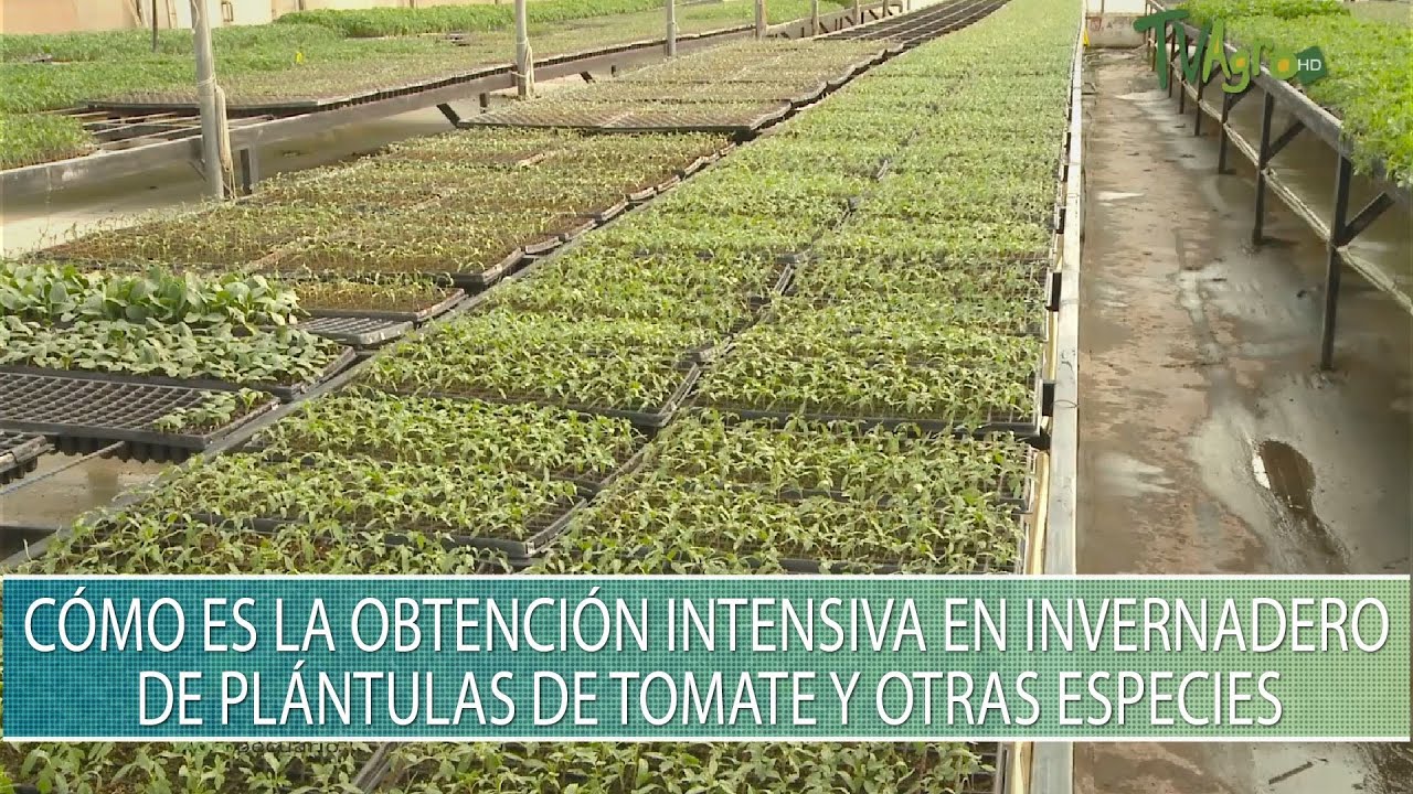 Como es la obtencion intensiva en invernadero de plantulas de tomate y otras especies - TvAgro