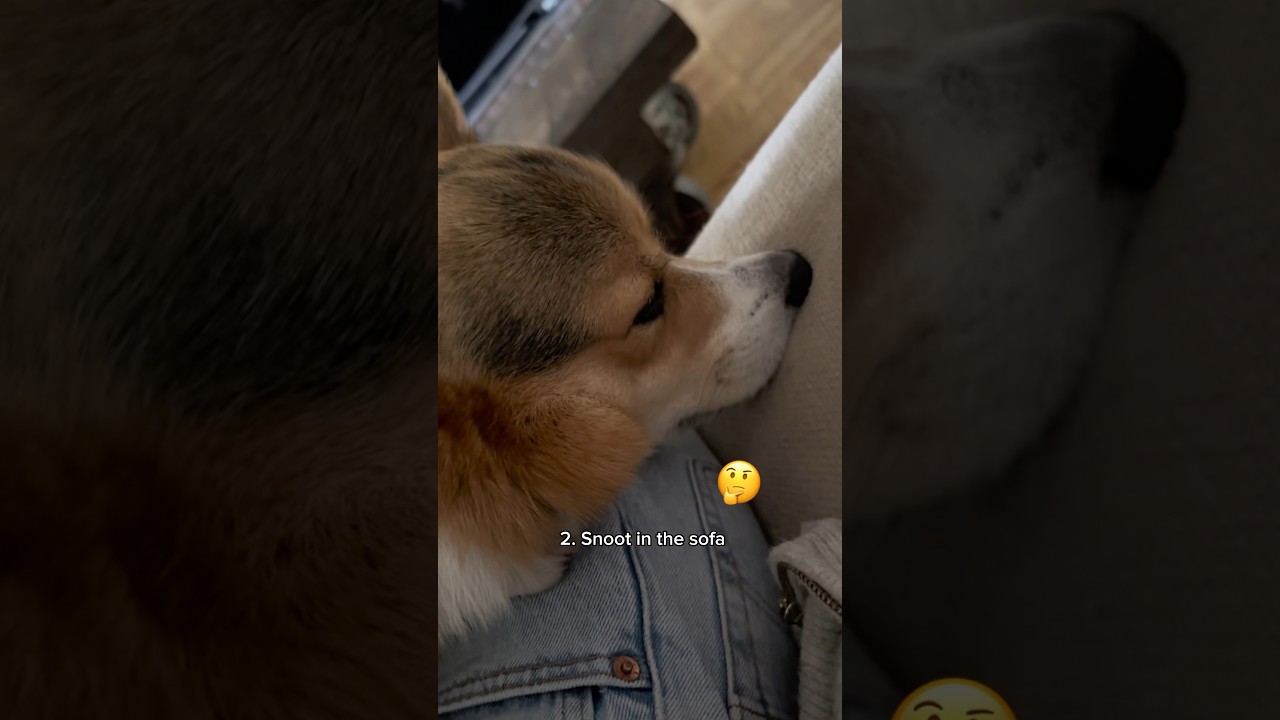 5 Strange Sleeping Positions of my Corgis #corgi #dogs