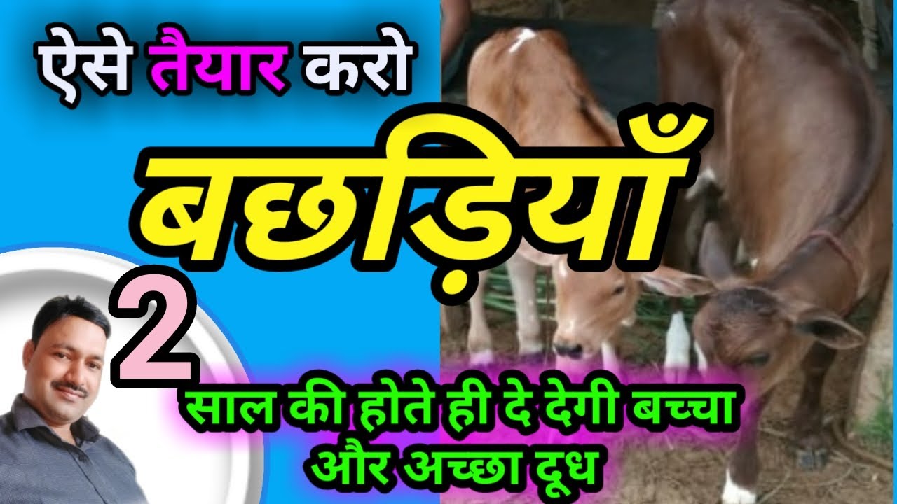 cow ke bache ko kaise taiyar kare  गाय की बछिया कैसे तैयार करें cow calf kaise taiyar kare