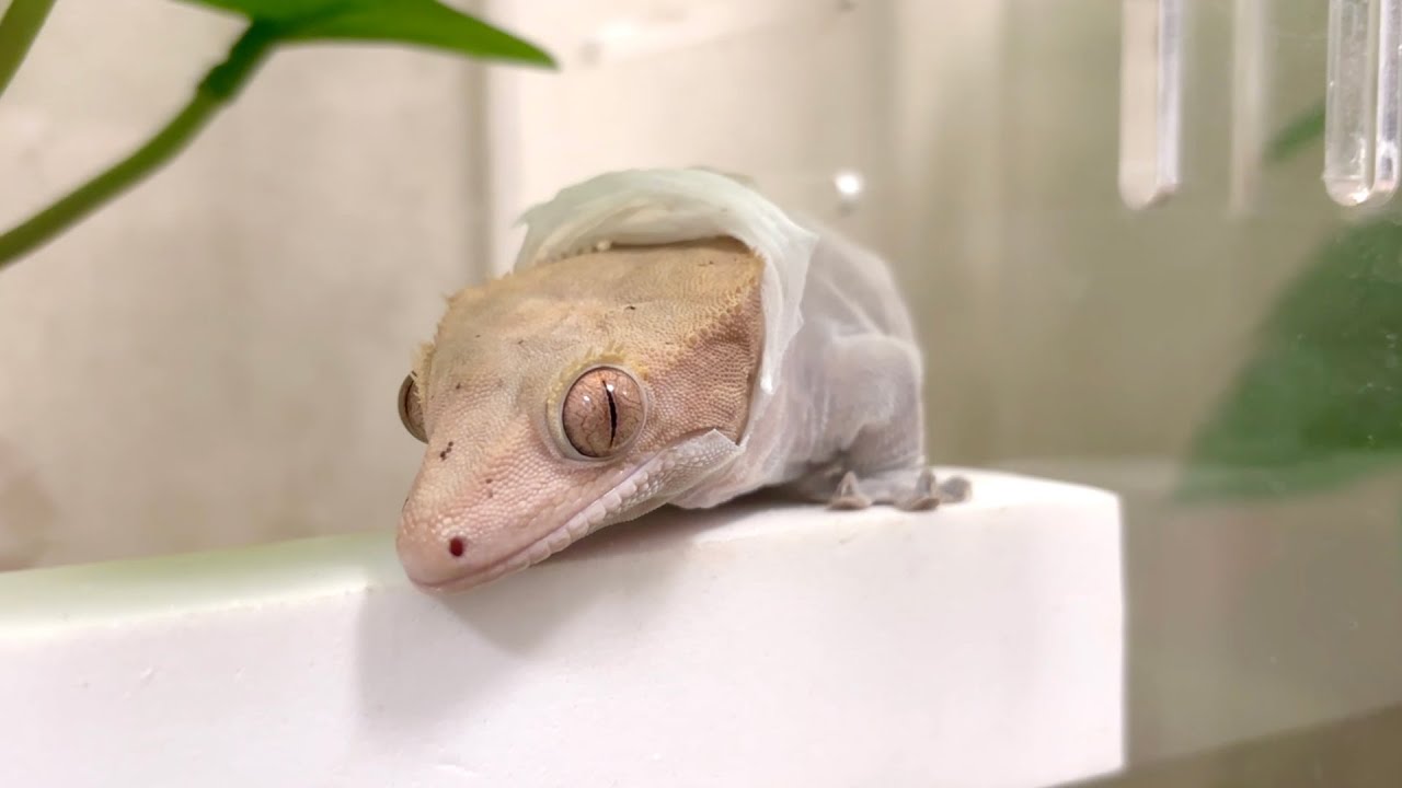 후드티 입은 도마뱀