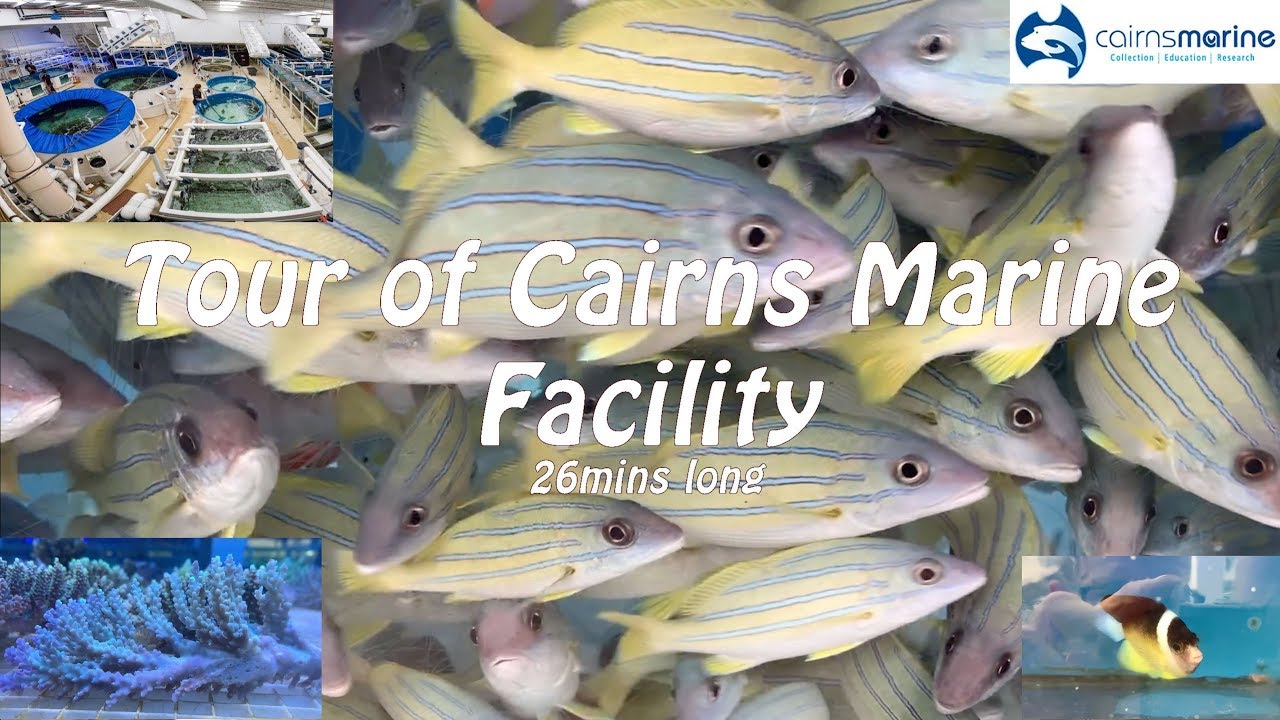 Cairns Marine Facility Tour - long video