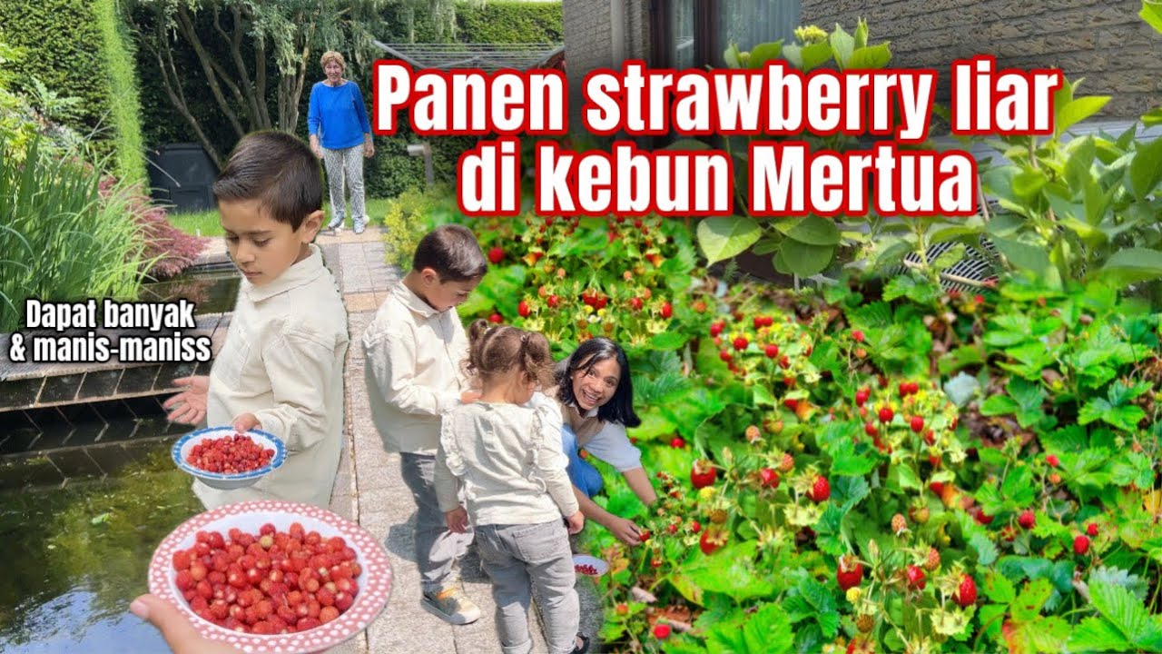 PANEN STRAWBERRY LIAR DI KEBUN MERTUA, BANYAK BANGET DAN MANIS