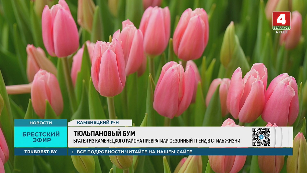 ТЮЛЬПАНОВЫЙ БУМ