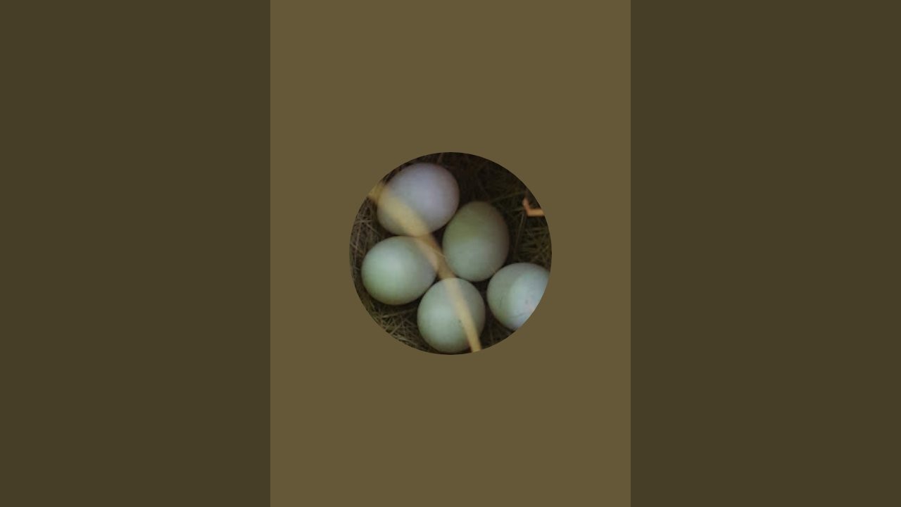 즐겁게동골댁 라이브 스트리밍 도토리김치부침기했어요